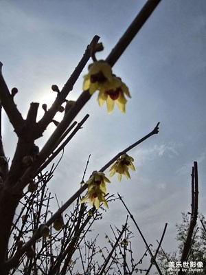 【煦色韶光】+臘梅