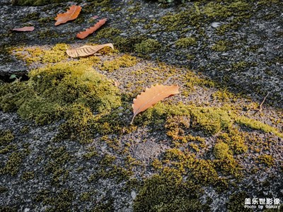 苔蘚苔蘚
