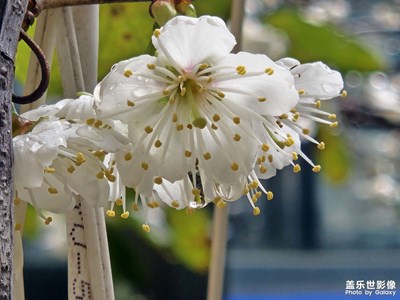 【煦色韶光】雨梅 