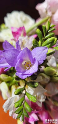 繁花似錦覓安寧