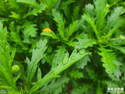 雨后