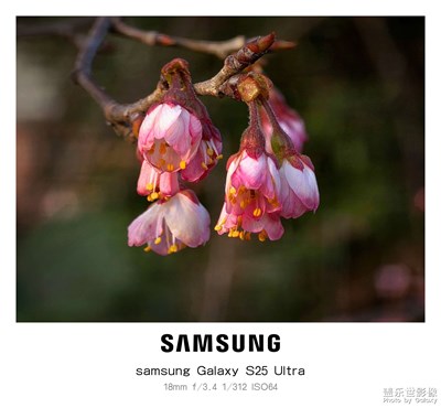 【煦色韶光】+堤上花開(kāi)