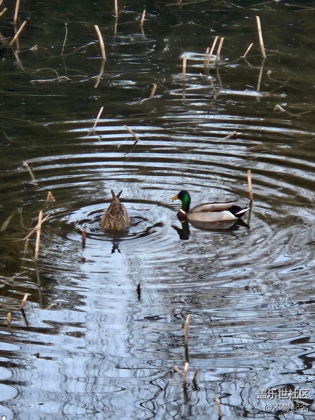 【我家附近的公園】春融公園湖