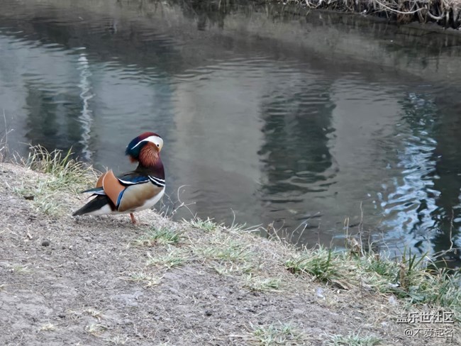 【我家附近的公園】鴛鴦和貓