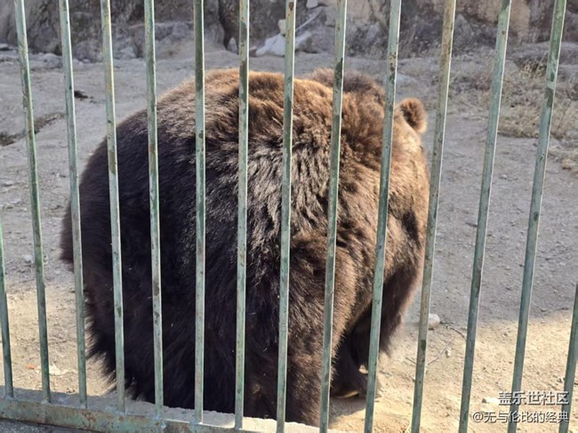 【幸福時(shí)光】羊與熊的故事