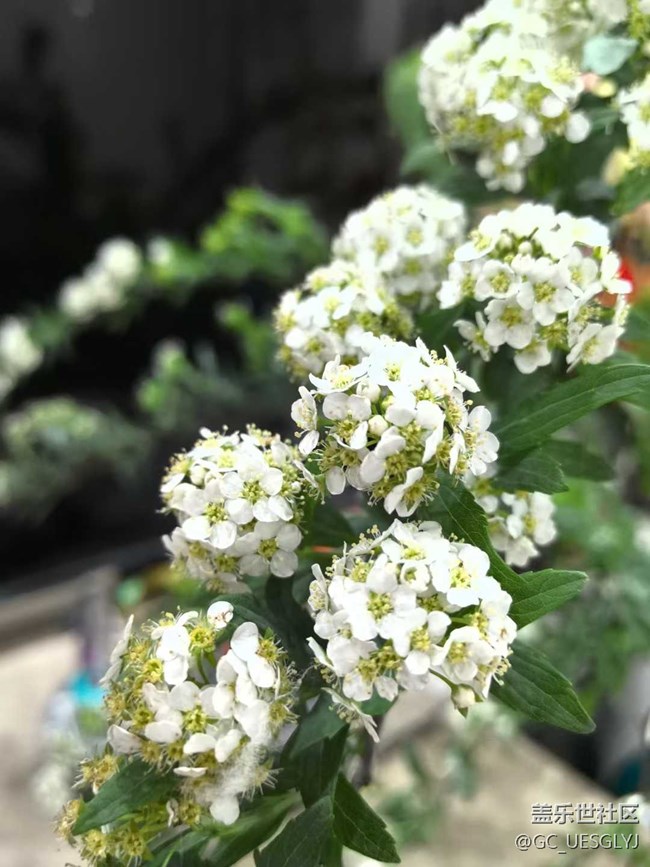 【廣州的花花們】+ 邂逅日常小美好