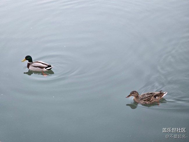 【我家附近的公園】鴛鴦戲水