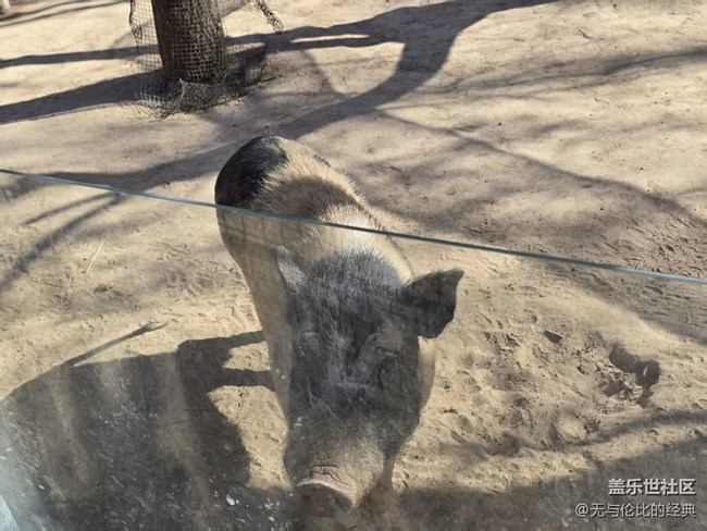 【幸福時光】豬猴羊全來了