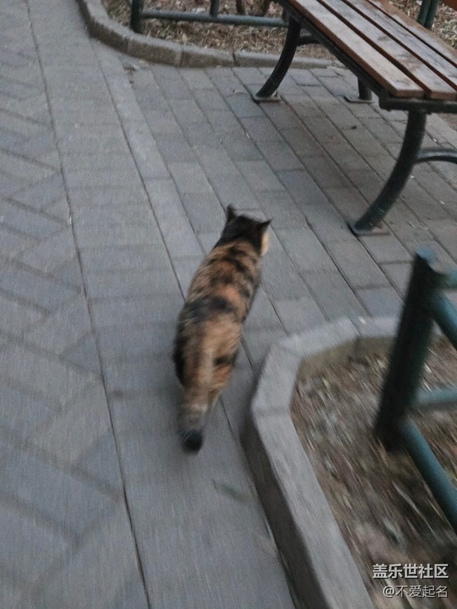【我家附近的公園】鴛鴦和貓
