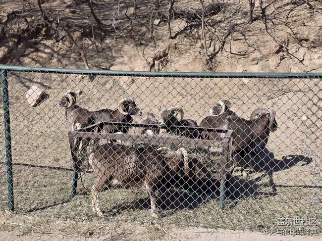 【幸福時(shí)光】羊與熊的故事