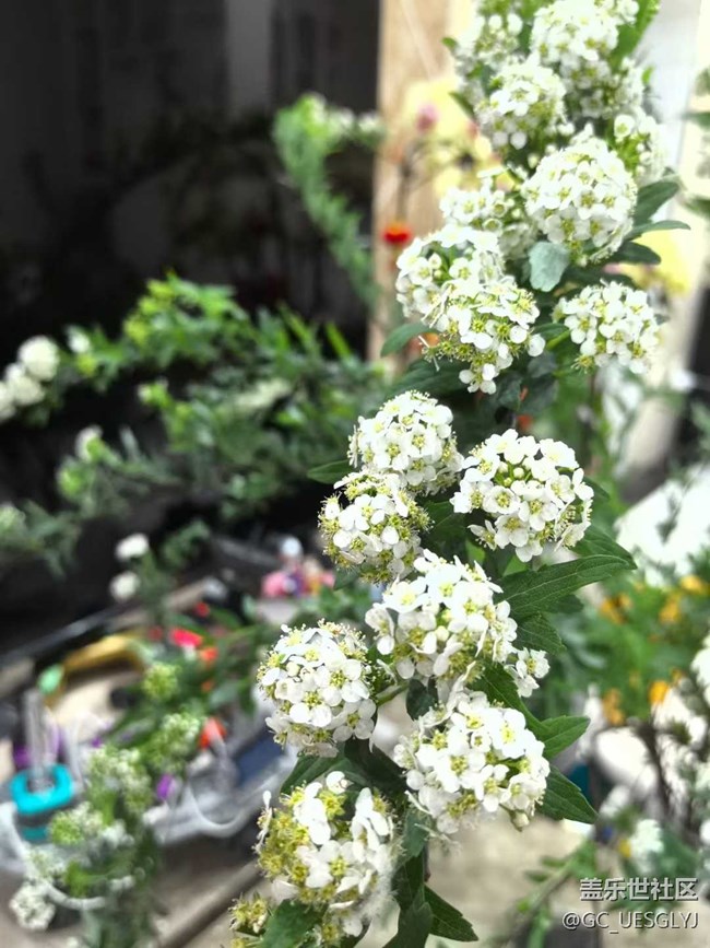 【廣州的花花們】+ 邂逅日常小美好