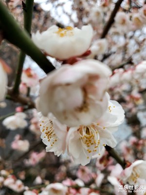 【煦色韶光】+早春梅花