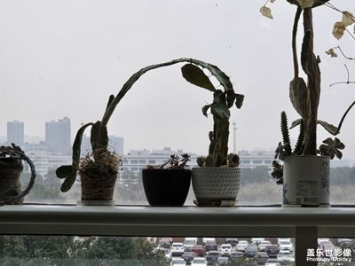 【煦色韶光】天氣慢慢好起來(lái)了