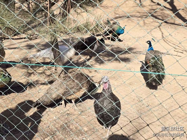 【幸福時光】溫柔動物大集結