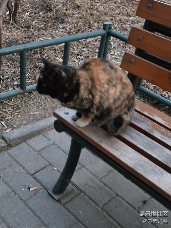 【我家附近的公園】鴛鴦和貓