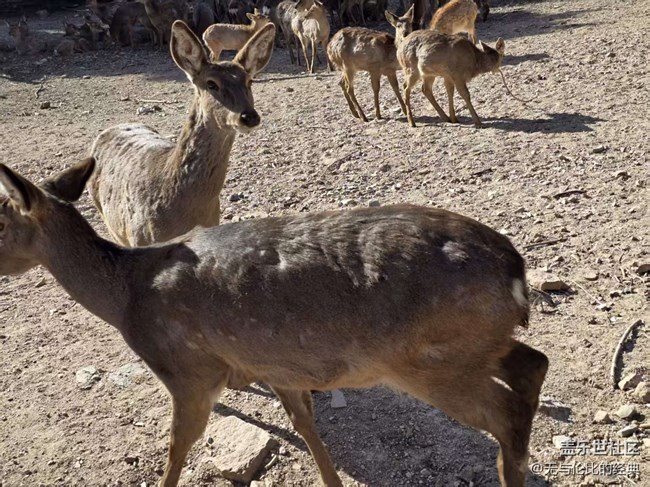 【幸福時光】溫柔動物大集結