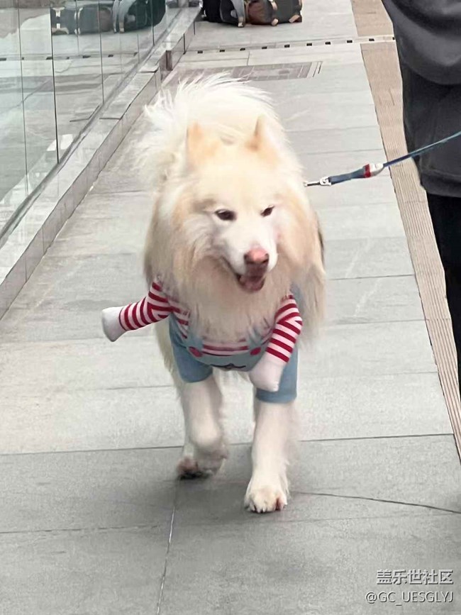 【廣州的花花們】+ 邂逅日常小美好