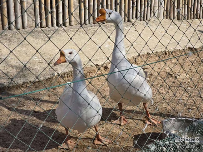 【幸福時光】溫柔動物大集結