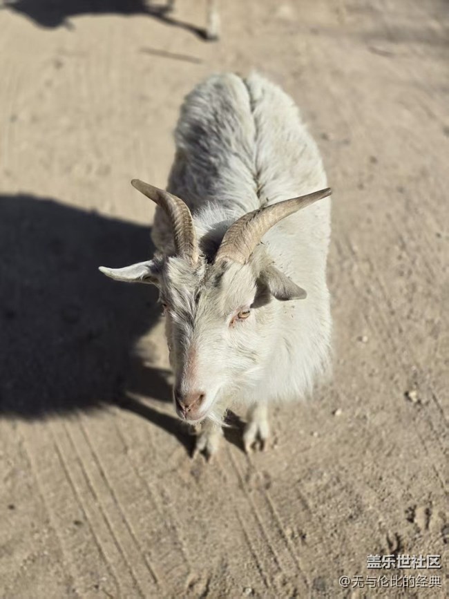 【幸福時光】豬猴羊全來了