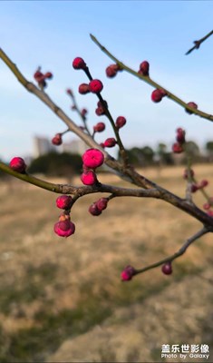 【煦色韶光】+初春