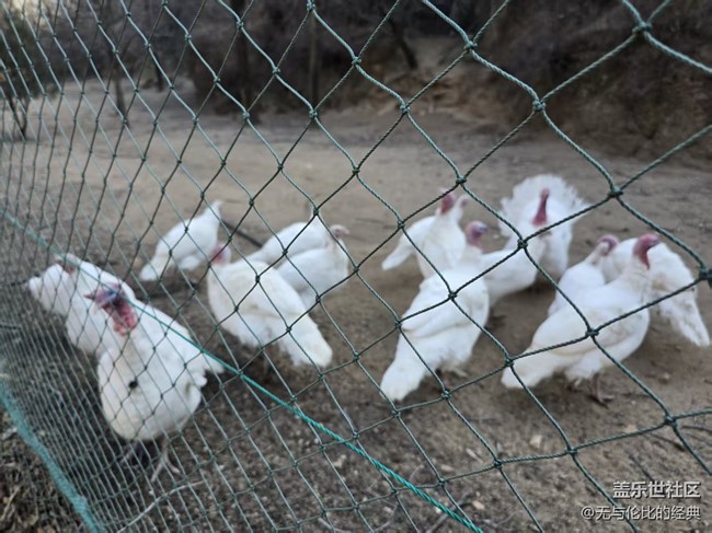 【幸福時光】溫柔動物大集結