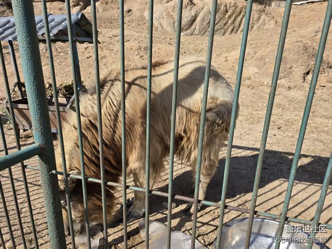 【幸福時(shí)光】羊與熊的故事