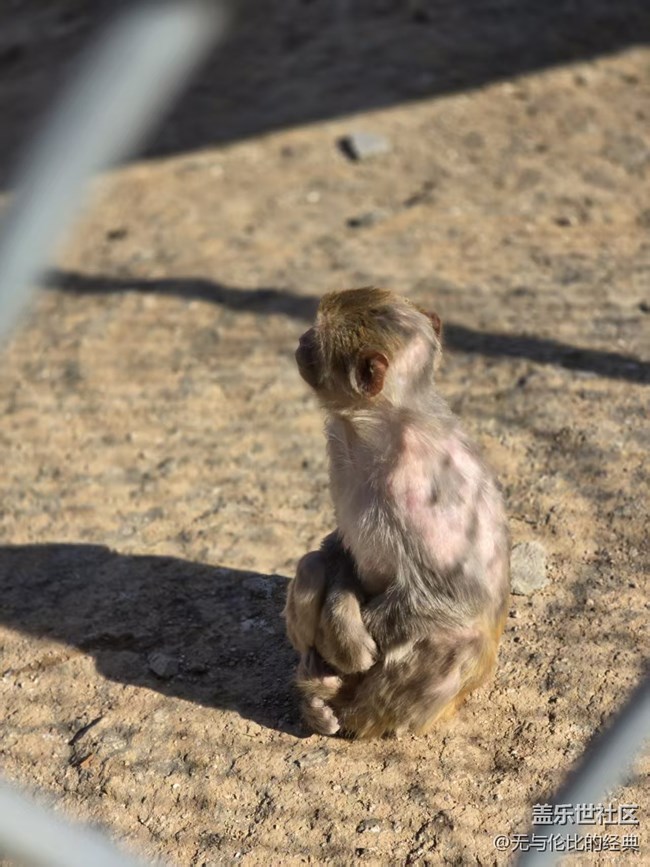 【幸福時光】豬猴羊全來了