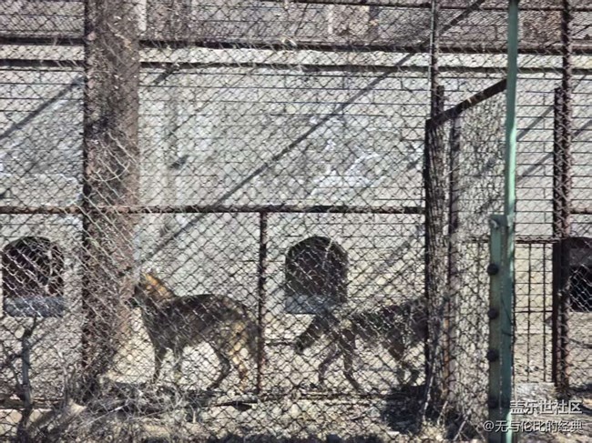 【幸福時光】與肉食動物零距離