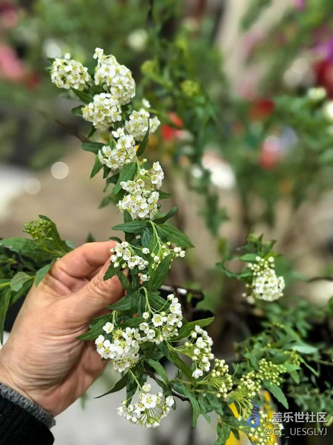 【廣州的花花們】+ 邂逅日常小美好