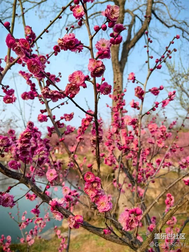 【廣州的花花們】+邂逅梅園詩(shī)意