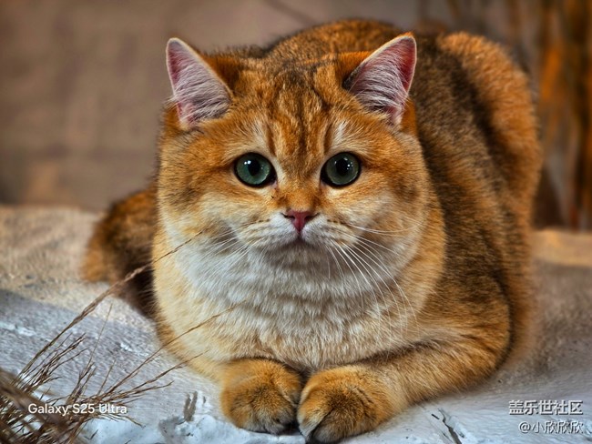 廈門星部落一杯beauty線下攝影活動