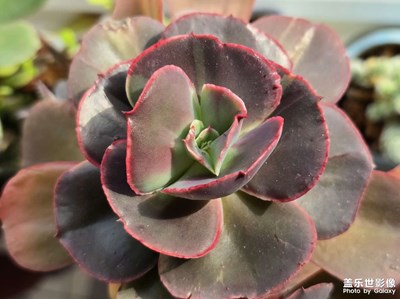 【煦色韶光】+夕陽多肉