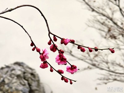 【煦色韶光】三月印象