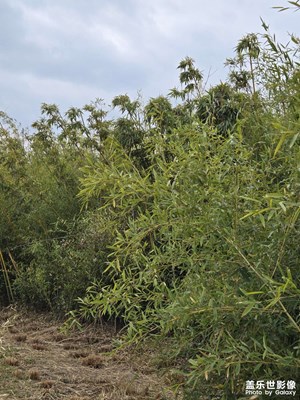 【煦色韶光】+早春景色