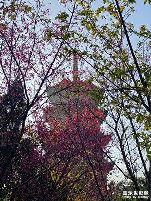 【煦色韶光】午后賞櫻花