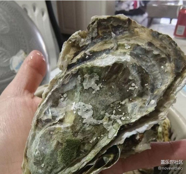 【初春美食記】生蠔