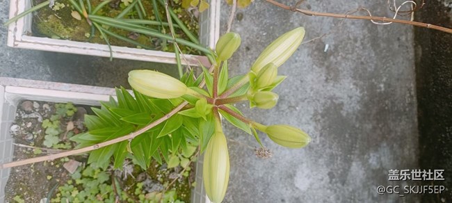 【廣州的花花們】+ 花花世界