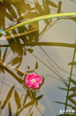 [煦色韶光】花江桃紅