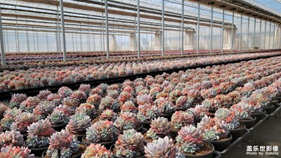 【煦色韶光】+漂亮的多肉