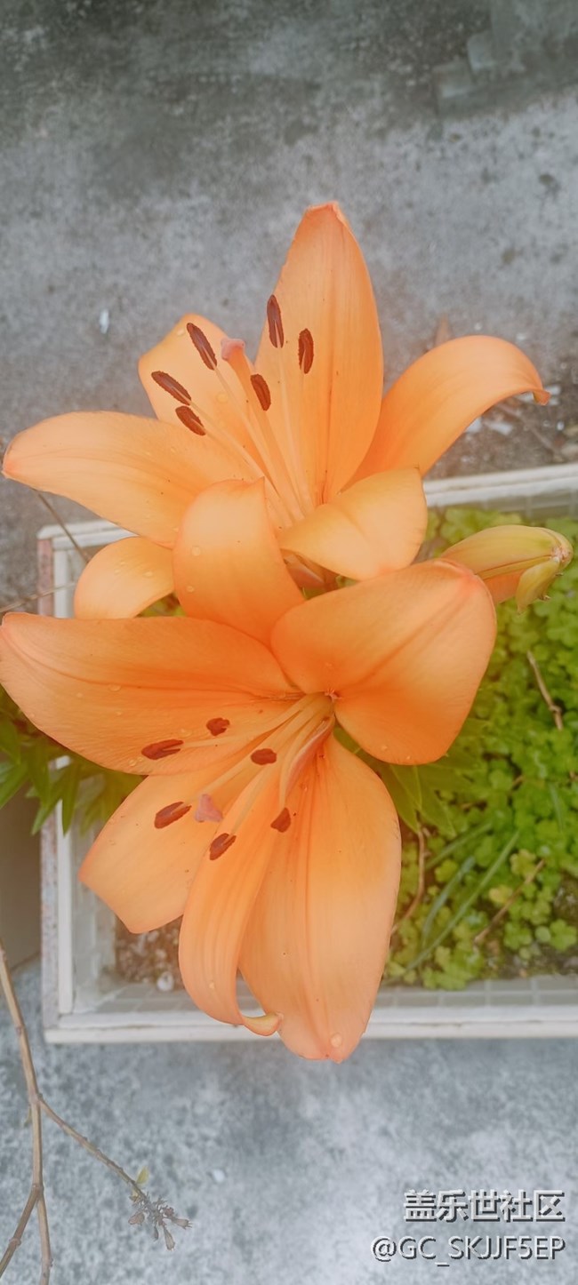 【廣州的花花們】+ 花花世界