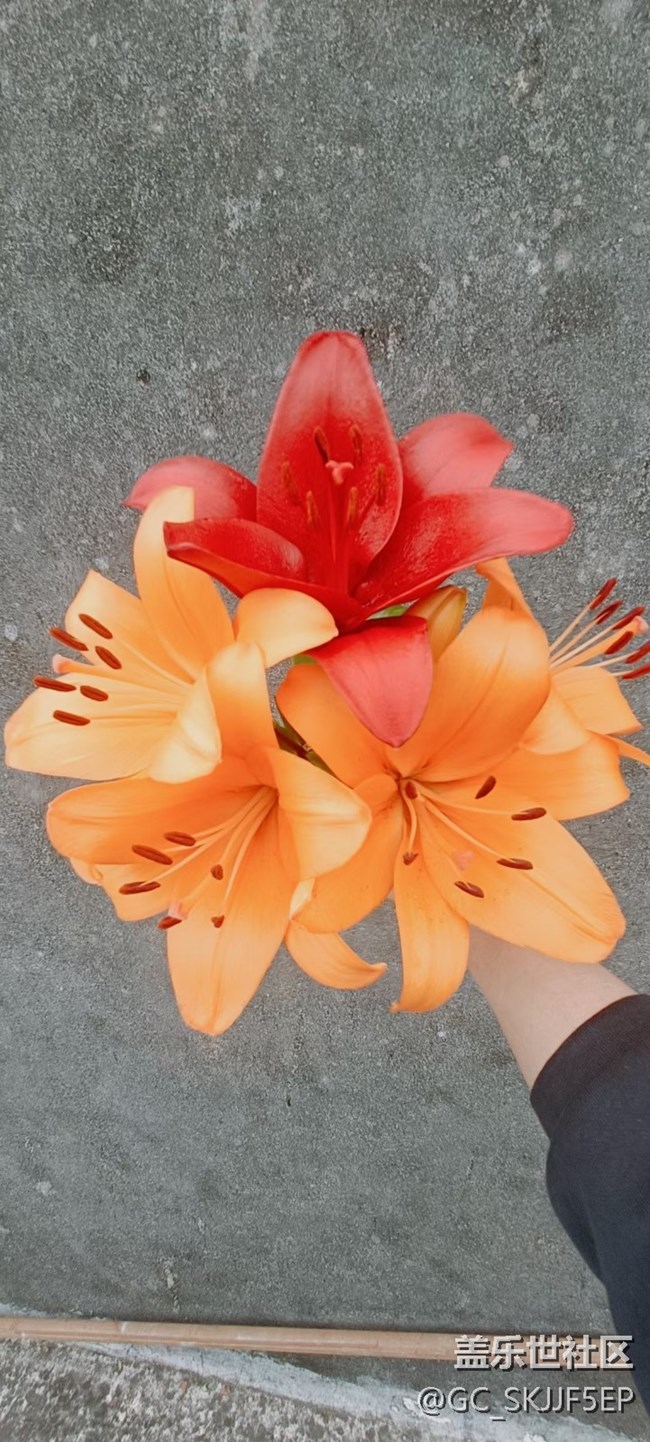 【廣州的花花們】+ 花花世界