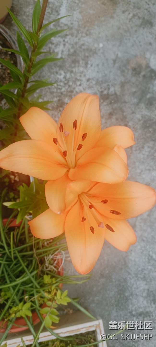 【廣州的花花們】+ 花花世界