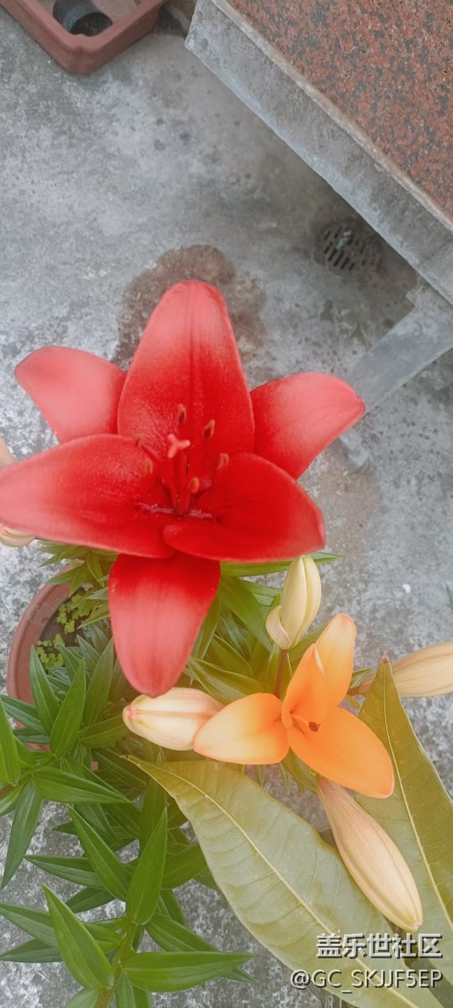 【廣州的花花們】+ 花花世界