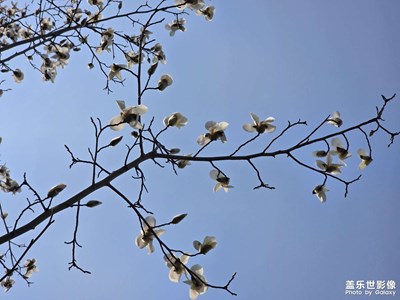 【煦色韶光】+玉蘭花