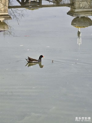 【煦色韶光】春江水暖鴨先知
