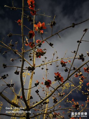 【煦色韶光】又是一年木棉花開