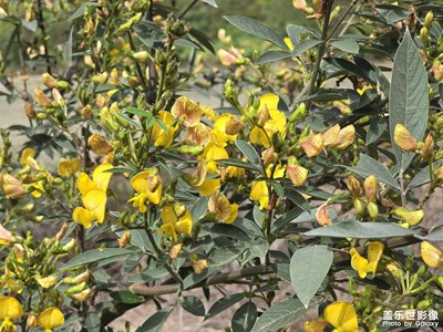 【煦色韶光】廣東的早春