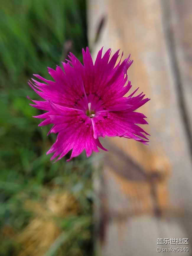 【廣州的花花們】+ 無(wú)名小花