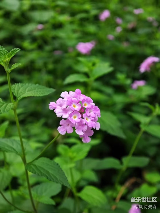 【廣州的花花們】微距花草