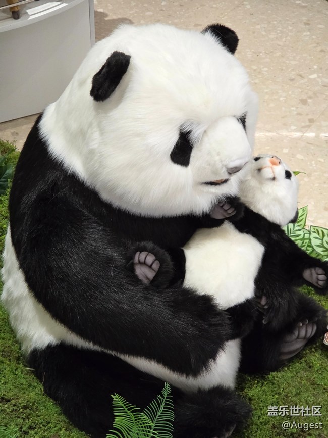 【愛在25】動物